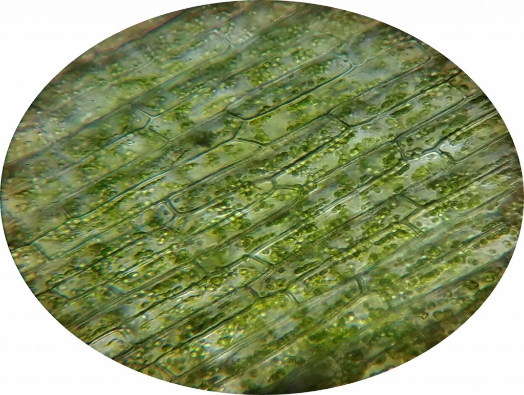 ¿Qué son los cloroplastos?