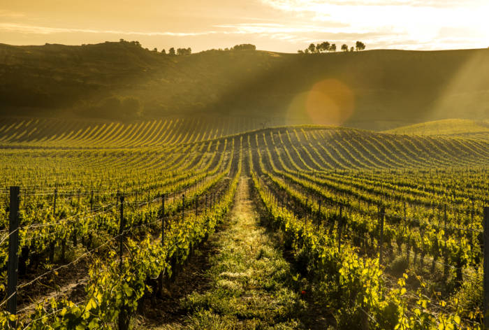 10 diferencias clave entre un vino Rioja y un vino Ribera